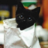 Midnight the kitten