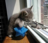 killer kat.jpg