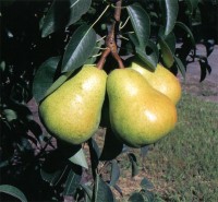 3pears.jpg