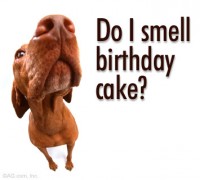 cake.jpg