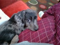 Dr. Watson - 12 weeks old - 12-2009.jpg