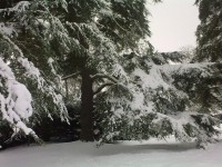 Pretty trees on the driveway