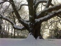 Another pretty tree on the driveway