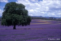 Lavender.jpg