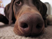 Big-Nose-Strikes-Again.jpg