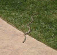 The proverbial snake in the grass....  as we headed back to the car at Trumps' golf course.   I took this pic real quick, just swung the tripod up, as I did not want Penny to see the snake  and I wasn't going to put the WB down either !