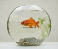 goldfish-in-goldfish-bowl-with-weed_645258.jpg
