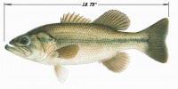 LargemouthBass.jpg