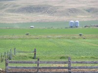 green.jpg