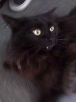 Bill's fanged Orson Welles cat, Ernie