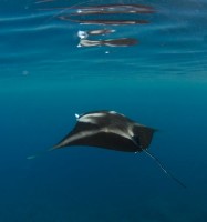 guam_mantas_ed3_ed_58.jpg