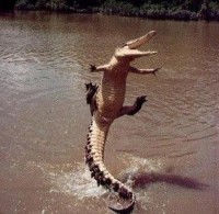 4589_2295_leaping-alligator.jpg