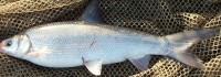 Sacramento Splittail.jpg