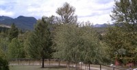 CJs_Backyard.jpg