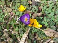 Got crocuses?