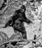 Yeti.jpg