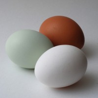 AraucanaEgg_vs_Brown_White.jpg