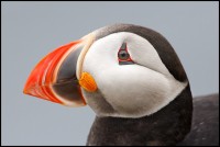 AtlanticPuffin.jpg