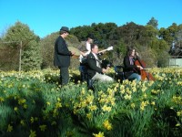 A posy in the daffodils..