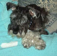 Brodie on the couch