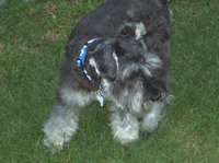 Brodie on the lawn
