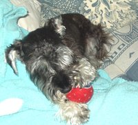 Chewing on a ball