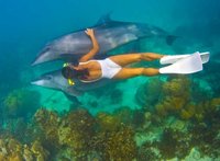 Dolphins-lo.jpg
