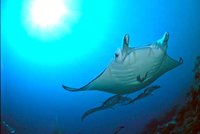 manta2A-lo.jpg