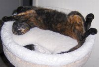 Cheyenne sleeping.jpg