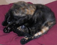 She'll sleep anywhere!