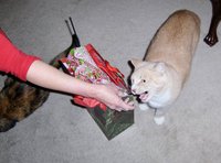 Not a prelude to biting Diane. Just meowing. He's very vocal, loves his mommy!