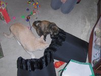 They both got sleeping bags for cooler winter nights. Cheyenne takes a swipe at Angelo to stay near his own bag. She's so bad!