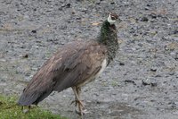 Peahen.jpg