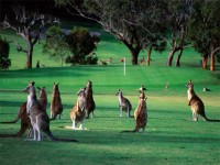 mob_of_roos.jpg