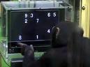 chimp_c.jpg