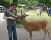 Man-talking-to-deer.gif