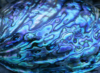 120954paua.jpg