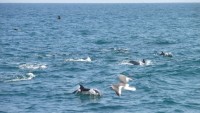 Dolphins off of Newport Beach........