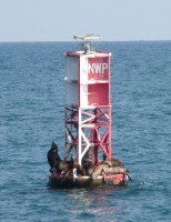 Sealions standing guard.........