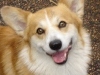 Griffin Compress1.JPG