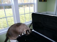 The cat...