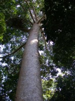 The SkyRail travels through the Rainforest and stops at two points along the way. This tree is about 600 years old and very lucky given our deternination over the years to turn the forest into woodchips.