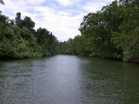 Boat trip on the Daintree River, lined with Mangroves which provide cover for the locals.