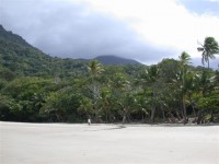 Rainforest all the way to the beach.