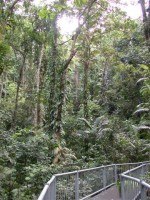 Walk through the Rainforest canopy at the Discovery Centre.