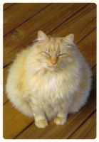 50 lb. Cat (Medium).jpg