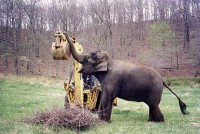 backhoe.jpg