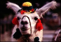 llama.jpg