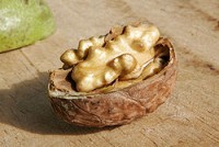 walnut.jpg