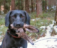 black lab.jpg
